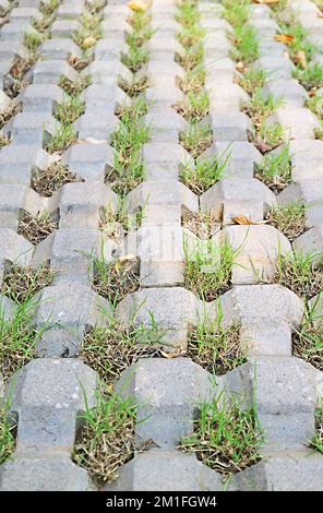Garden turf stone pavers in the sunlight Stock Photo