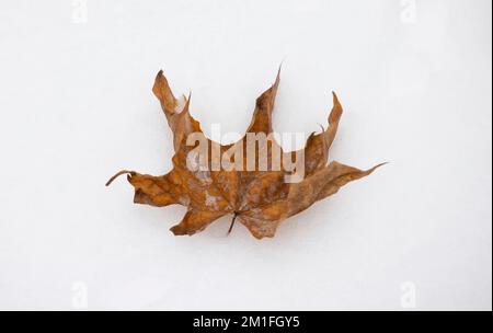 A dry maple leaf lies on the fallen snow in winter in the forest Stock Photo