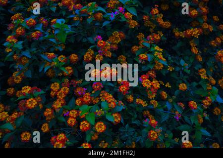 Background of little orange flowers mixed with fluorescent color flowers and dark bluish green leaves. Nocturne vibrant  flowers simple pattern. Stock Photo
