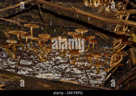 The funeral bell mushroom is deadly poisonous and also called galerina marginata Stock Photo