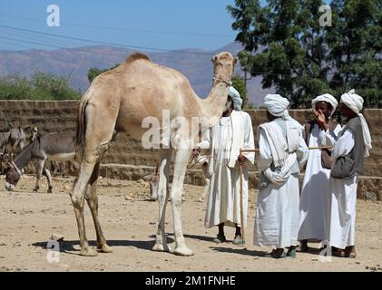 Muslim camel traders at the Monday market at Keren in Eritrea Stock Photo