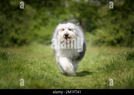 Old English Sheepdog walking directly towards the camera in a field Stock Photo