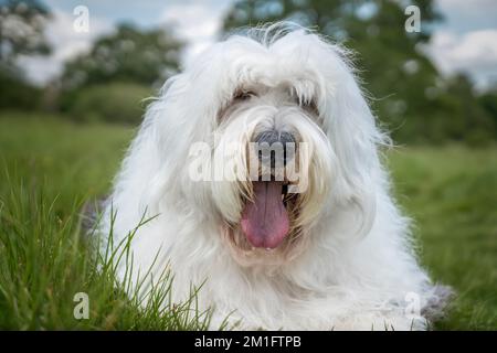 Old English Sheepdog laying in the grass very close up with blue and cloud sky Stock Photo