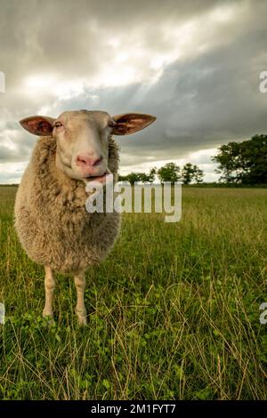 Sheep standing and lying on green grassy field against cloudy sky at agricultural farm Stock Photo