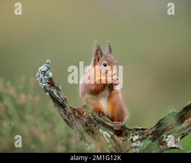 Red squirrel eating nuts, Aviemore, Scotland Stock Photo