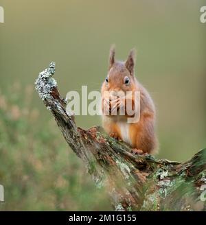 Red squirrel eating nuts, Aviemore, Scotland Stock Photo