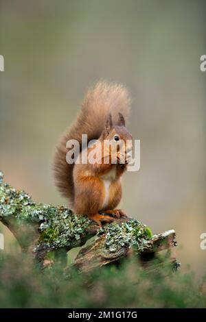 Red squirrel eating nuts, Aviemore, Scotland Stock Photo