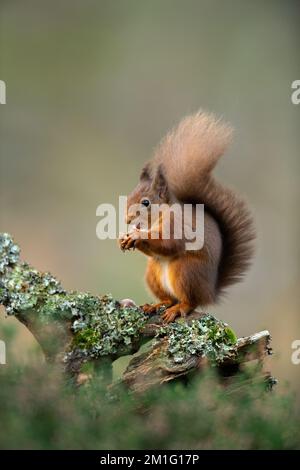 Red squirrel eating nuts, Aviemore, Scotland Stock Photo