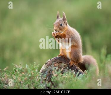 Red squirrel eating nuts, Aviemore, Scotland Stock Photo