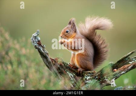 Red squirrel eating nuts, Aviemore, Scotland Stock Photo