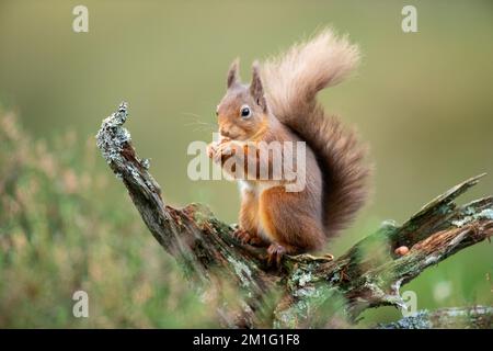 Red squirrel eating nuts, Aviemore, Scotland Stock Photo