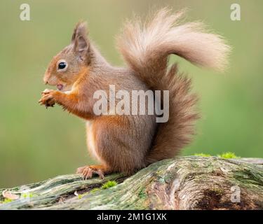Red squirrel eating nuts, Aviemore, Scotland Stock Photo