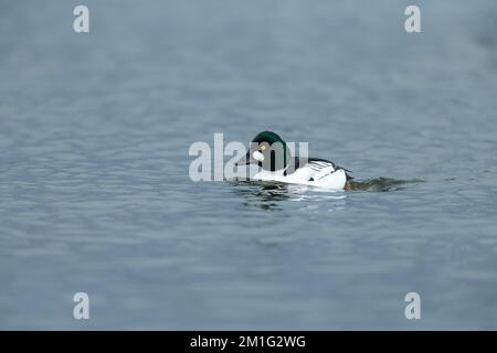 Common goldeneye Bucephala clangula, adult male, swimming, Hogganfield Loch, Glasgow, Scotland, UK, April Stock Photo