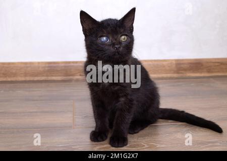 Little black kitten sitting on the floor close up Stock Photo