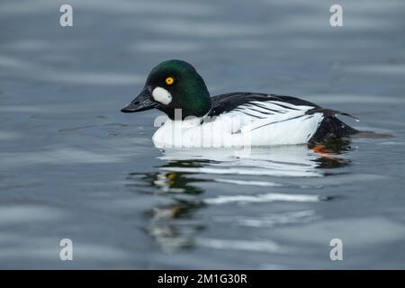 Common goldeneye Bucephala clangula, adult male, swimming, Hogganfield Loch, Glasgow, Scotland, UK, April Stock Photo