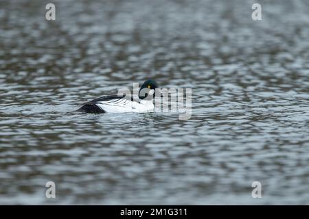 Common goldeneye Bucephala clangula, adult male, swimming, Hogganfield Loch, Glasgow, Scotland, UK, April Stock Photo