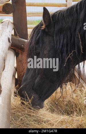 Black horse eats hay in rural area. Domestic animals. Stock Photo