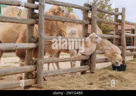 Family of white camels eating hay at the zoo, close up. Keeping wild animals in zoological parks. Stock Photo