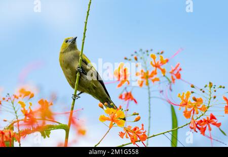 Tropical bird, Palm Tanager perched on a branch with a background of blue sky and orange flowers. Stock Photo