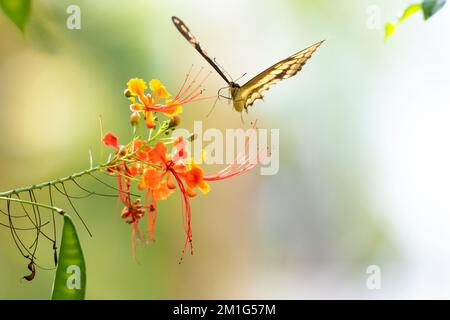 Yellow Swallowtail butterfly flying next to tropical orange flowers. Stock Photo