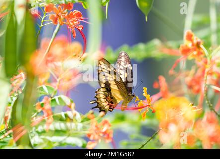 Yellow Swallowtail butterfly drinking nectar from flowers in a Pride of Barbados tree. Stock Photo