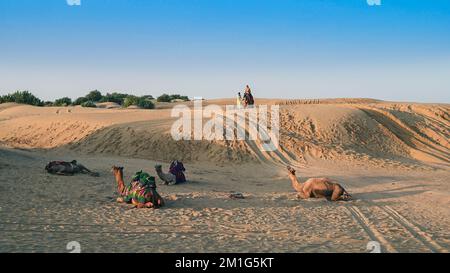 Cameleer taking tourists on camel to watch sun rise, at Thar desert, Rajasthan, India. Dromedary, dromedary camel, Arabian camel, or one-humped camels Stock Photo