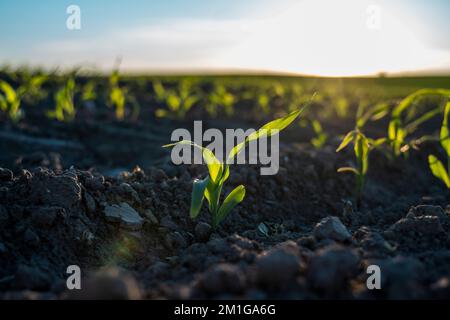 Young green crops of corn on agricultural field in the sunset. Corn plants growing in rows. Agriculture. Stock Photo