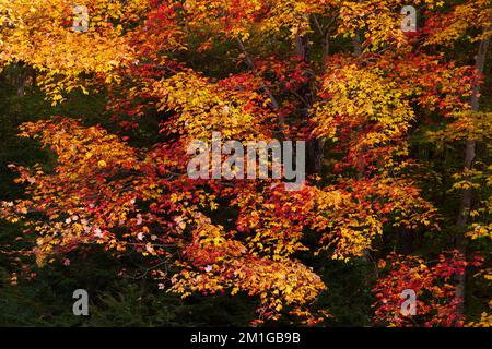 Red maple tree forest by the water in autumn, autumn scenery Stock ...
