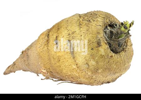 chervil root with isolated on white background Stock Photo