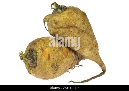 chervil root with isolated on white background Stock Photo