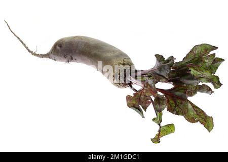 beetroot with leaves isolated on white background Stock Photo