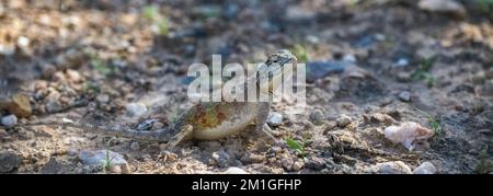 A common agama, Agama agama, female lizard in Namibia Stock Photo