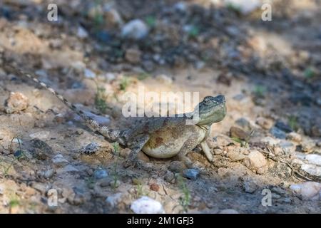A common agama, Agama agama, female lizard in Namibia Stock Photo