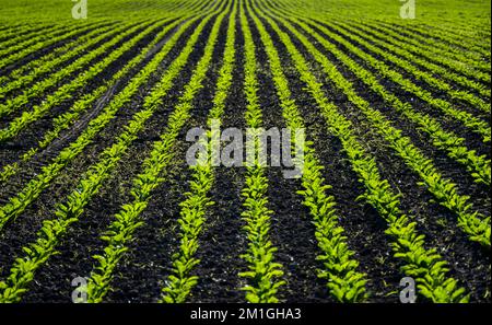 Young fresh beet leaves. Beetroot plants growing in a row on agricultural field. Young sugar beet plants in converging long lines growing in the Stock Photo