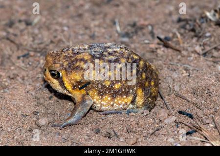 Adult Bushveld rain frog (Breviceps adspersus) Stock Photo