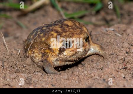 Gorgeous Bushveld rain frog (Breviceps adspersus) Stock Photo