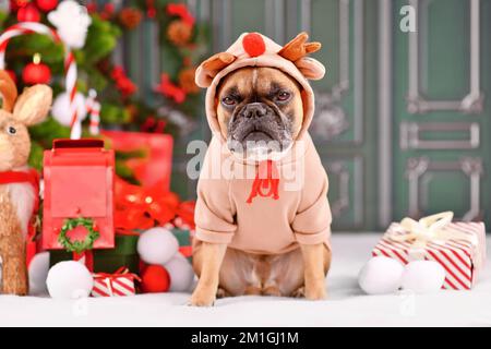 Grumpy Christmas reindeer dog. French Bulldog with costume sweater with antlers sitting next to Christmas tree in front of green wall Stock Photo