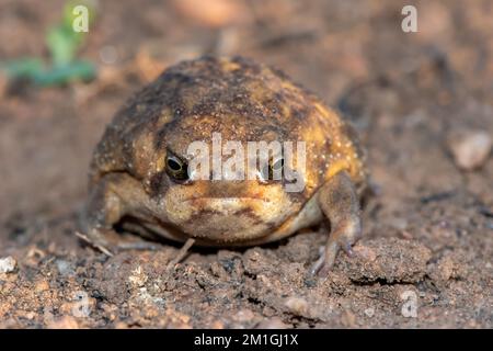 Cute Bushveld rain frog (Breviceps adspersus) Stock Photo