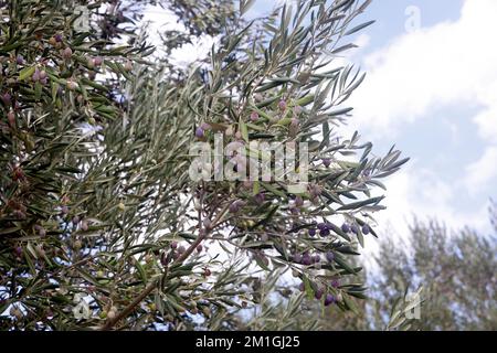 Black olives ripening on olive tree against sky., Lesbos, Greece. Taken September / October 2022. Autumn. Olea europaea Stock Photo