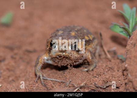 Cute Bushveld rain frog (Breviceps adspersus) Stock Photo