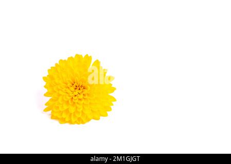 yellow chrysanthemum isolated on black background Stock Photo