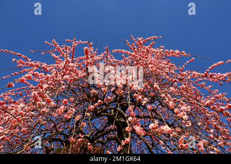Plum tree in full bloom with red flowers Stock Photo