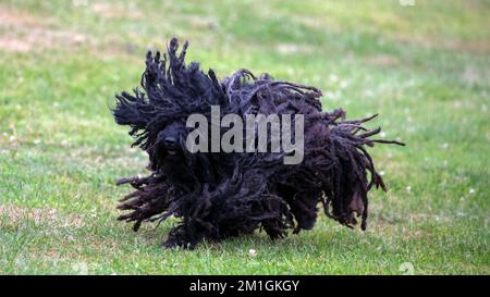 Black Hungarian Puli dog running on grass with dreadlocks flying Stock Photo