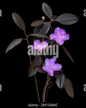 Dwarf rhododendron (Rhododendron impeditum) blooming in mid-December in central Virginia. Evergreen shrub is native to China. Stock Photo