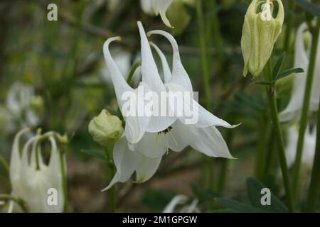 Flower of Columbine (Aquilegia vulgaris 'Alba') Stock Photo