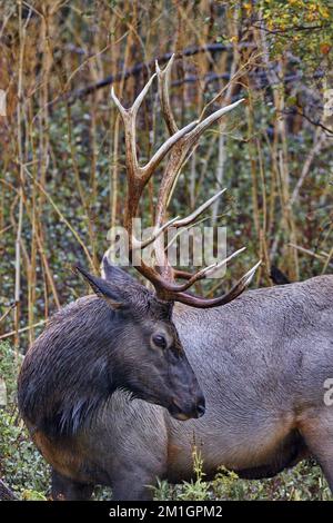 Graceful turn of head and antlers made by bull elk along the Flathead River in autumn at National Bison Range in Montana Stock Photo