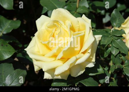 Hybrid Tea Rose 'Kaj Munk' Stock Photo