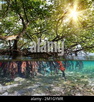 Mangrove trees foliage with sunlight and roots underwater, split view over and under water surface, Caribbean sea, Central America Stock Photo