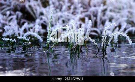 Little plants and grass blades covered in hoar frost standing in a stream of water on a cold winter morning. Stock Photo