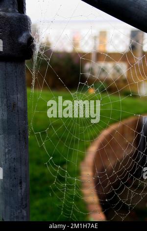 Cobweb inside a fence frame Stock Photo